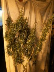 Sativa inconnue