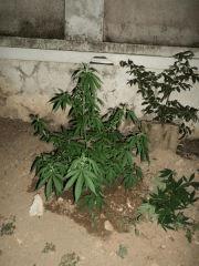 jack La mota De nuit