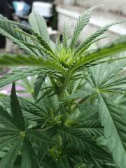 No name Flo 10 jours