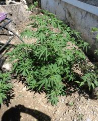 jack La mota En croissance