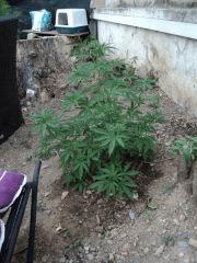 jack La mota