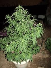 No name Flo 5