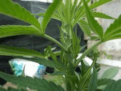 2046 pistil