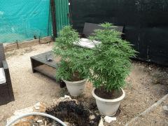 Les 2 En pots