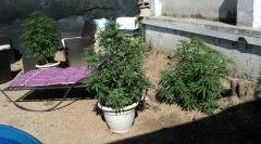 Le petit jardin secret