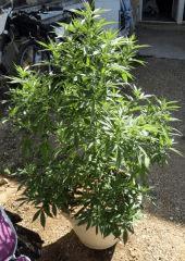 No name Flo  3