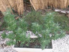 2 bouture white windo