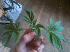 in peu trop pincé ooouuuupsss