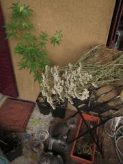 Carpatian Aout 034
