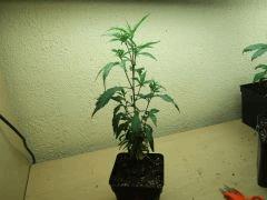 DSCF3396