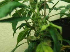 DSCF3398