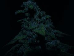 DSCF1628