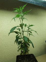 DSCF3403