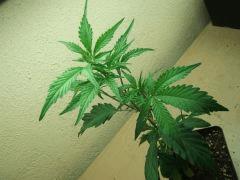 DSCF3397