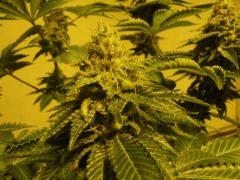 sour diesel