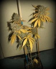 DSCF3449