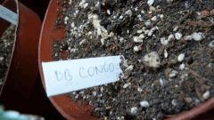 V Db congo1