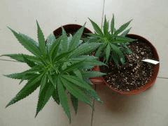 V DBcongo2