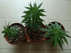 V DBcongo1