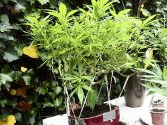 Bonzai g-13 haze 1 an