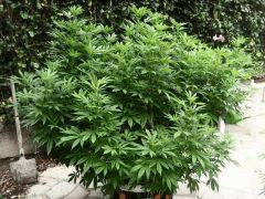 LSD 1 C+95
