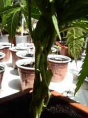 Bonzai d'amnesia lemon