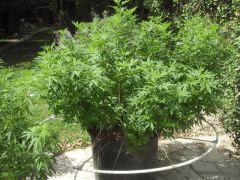 L.S.D. 1 Rempotage + palissage
