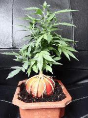 Bonzai d'acapulco gold
