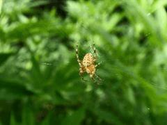 spider