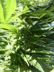 sa bud !!!
