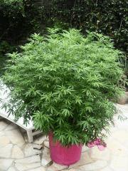 Violator kush ganetique bizar C+85
