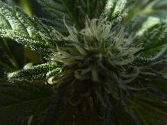 sa bud !!