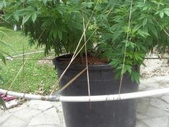 THE pot pour ma LSD TYREX
