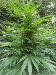 Bud de la Cream caramel