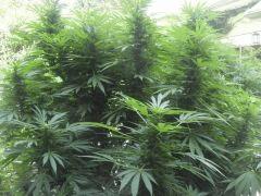 Buds de la Cream caramel