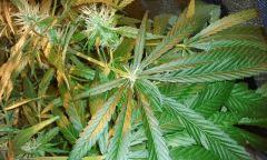 BudFeuille ?????