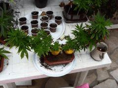 Bonzai laughing budda 4 mois