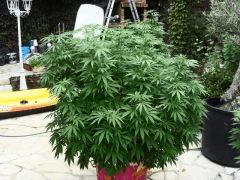 Violator kush C+85