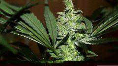 Super Lemon Haze #1