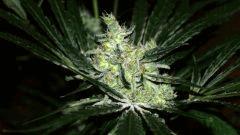 Super Lemon Haze #1