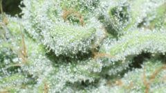 Super Lemon Haze #1
