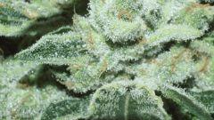 Super Lemon Haze #1