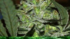 Super Lemon Haze #1