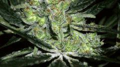 Super Lemon Haze #1