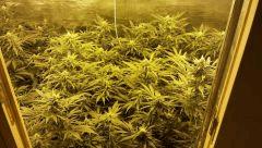 O.B BUD PORN