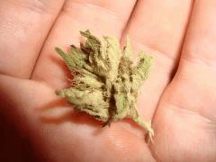 milky star outdoor