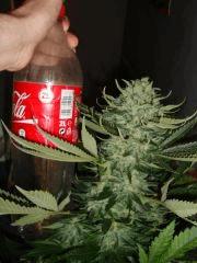Agent Orange