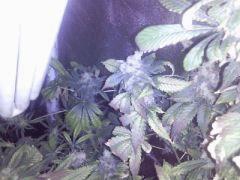 blue  widow