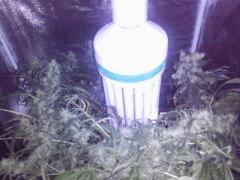 les bud du haut