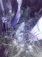 cloud9